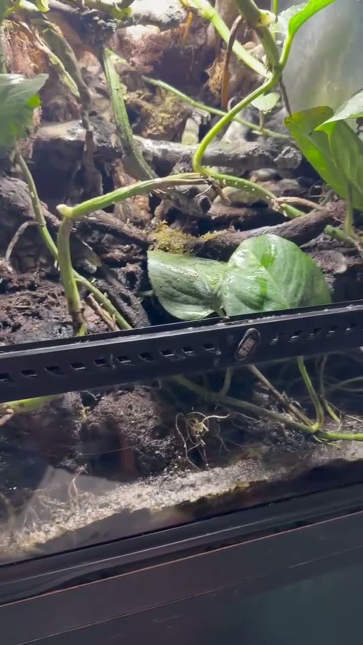 Frog reptiles for sale: Amazon milk frog with full bioactive VIV  - Video 1