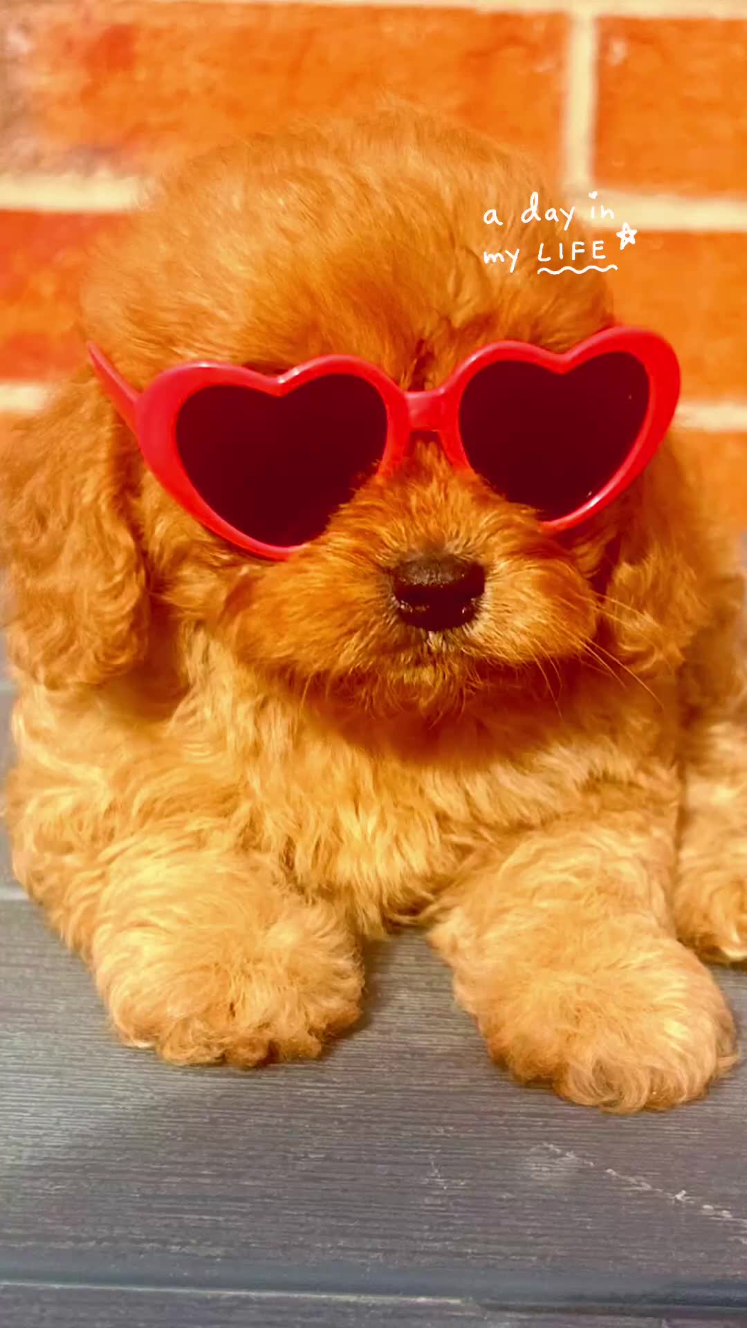 Cavapoo dogs for sale: Real Life Teddy Bears, Cavapoo babies  - Video 1
