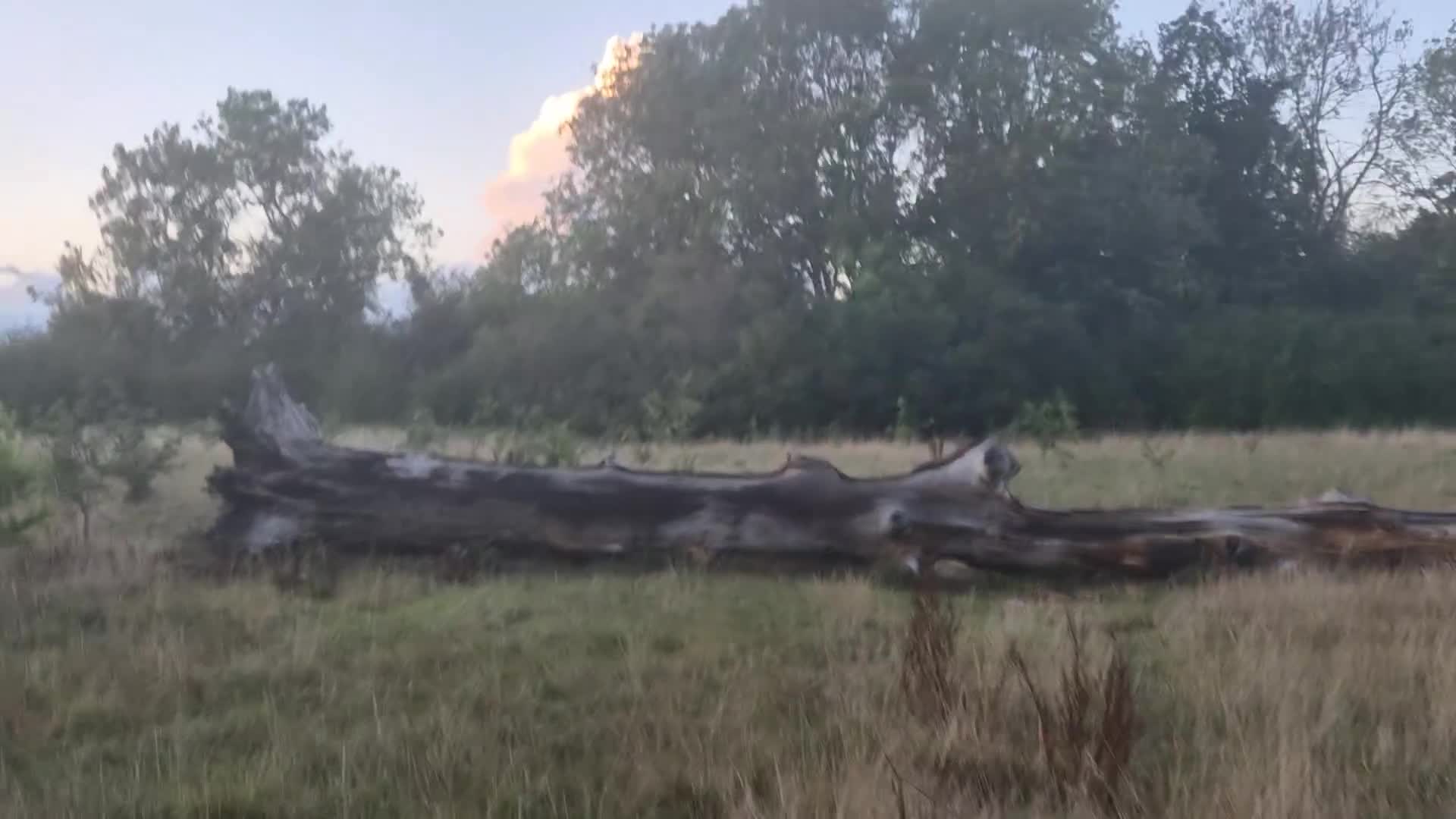 Belgian Shepherd Dog dogs for sale: Belgian Malinois is due before 5th of January - Video 2