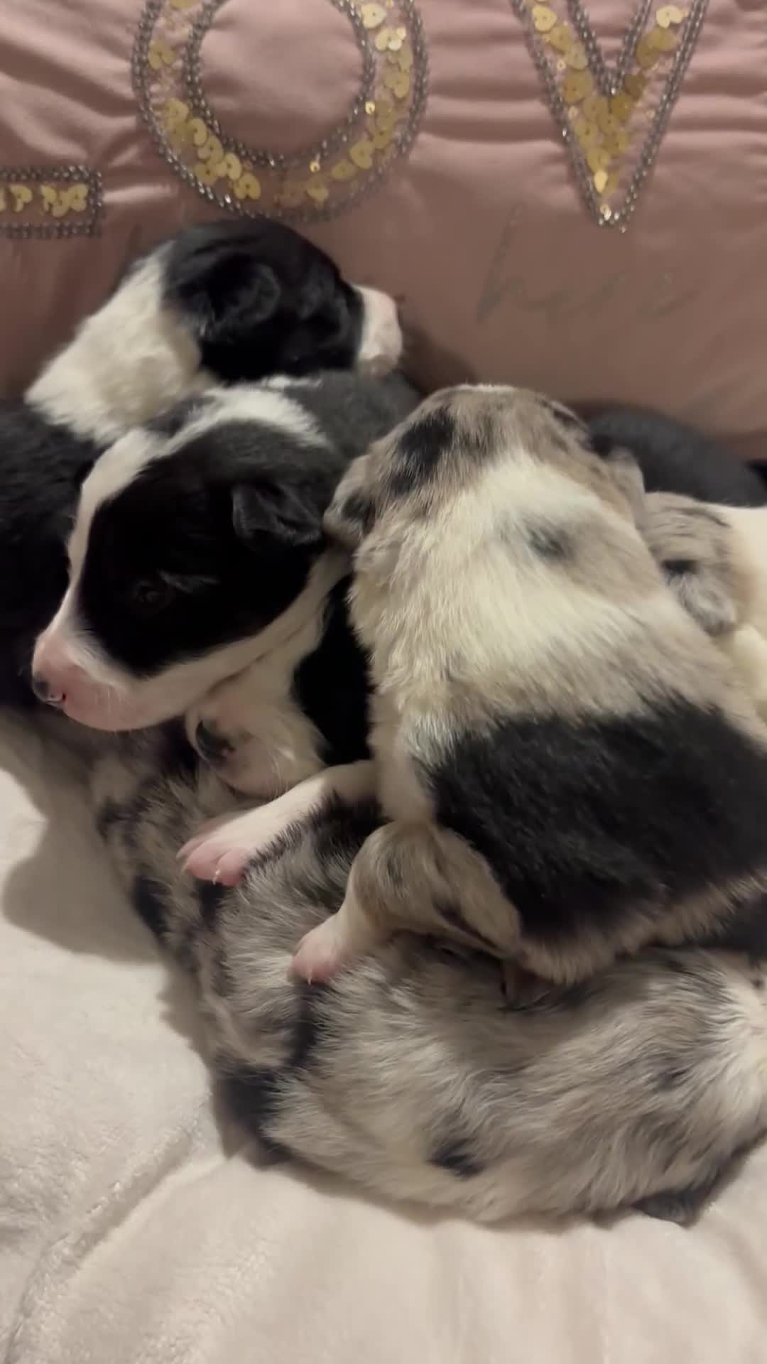 Border Collie dogs for sale: Border collie puppy’s ready to reserve  - Video 2