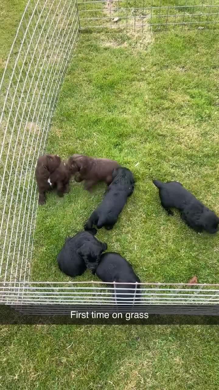 Cocker Spaniel dogs for sale: KC registered Cocker spaniel puppies  - Video 1
