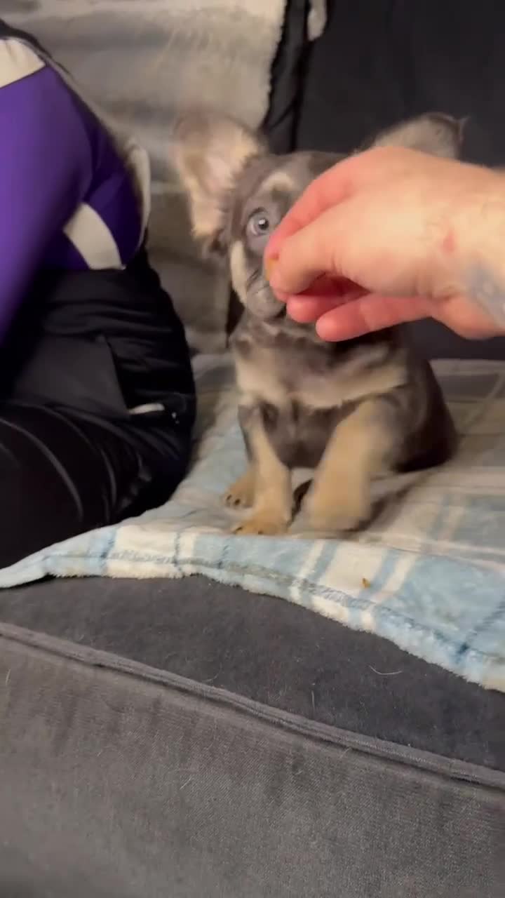 French Bulldog dogs for sale: Bleu – Beautiful Lilac French Bulldog Puppy - Video 1