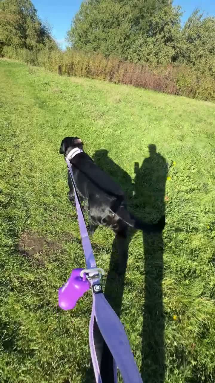 Mixed Breed dogs for sale: Bonnie needs a new home. - Video 3