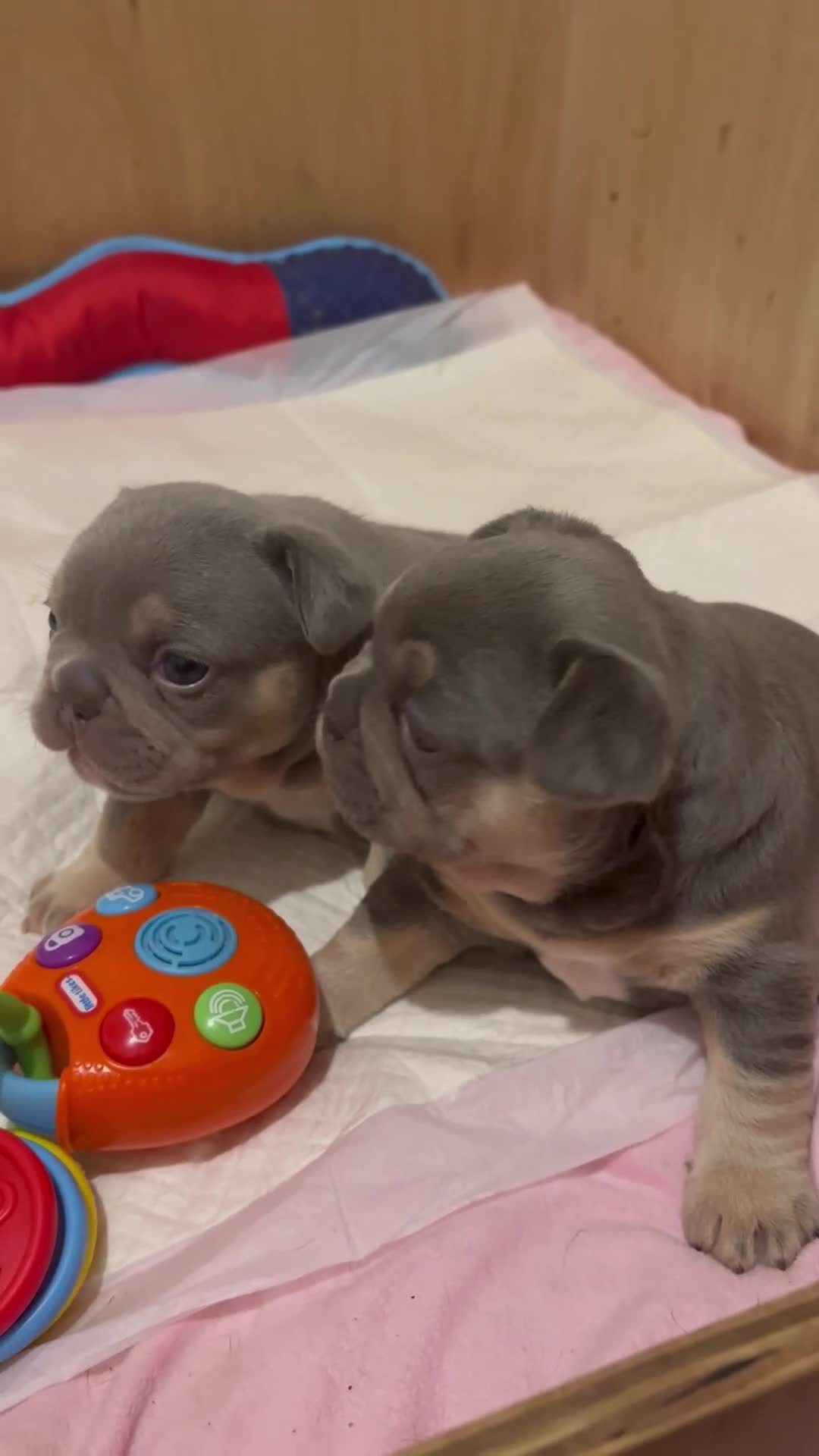 French Bulldog dogs for sale: French bulldog puppies - Video 5