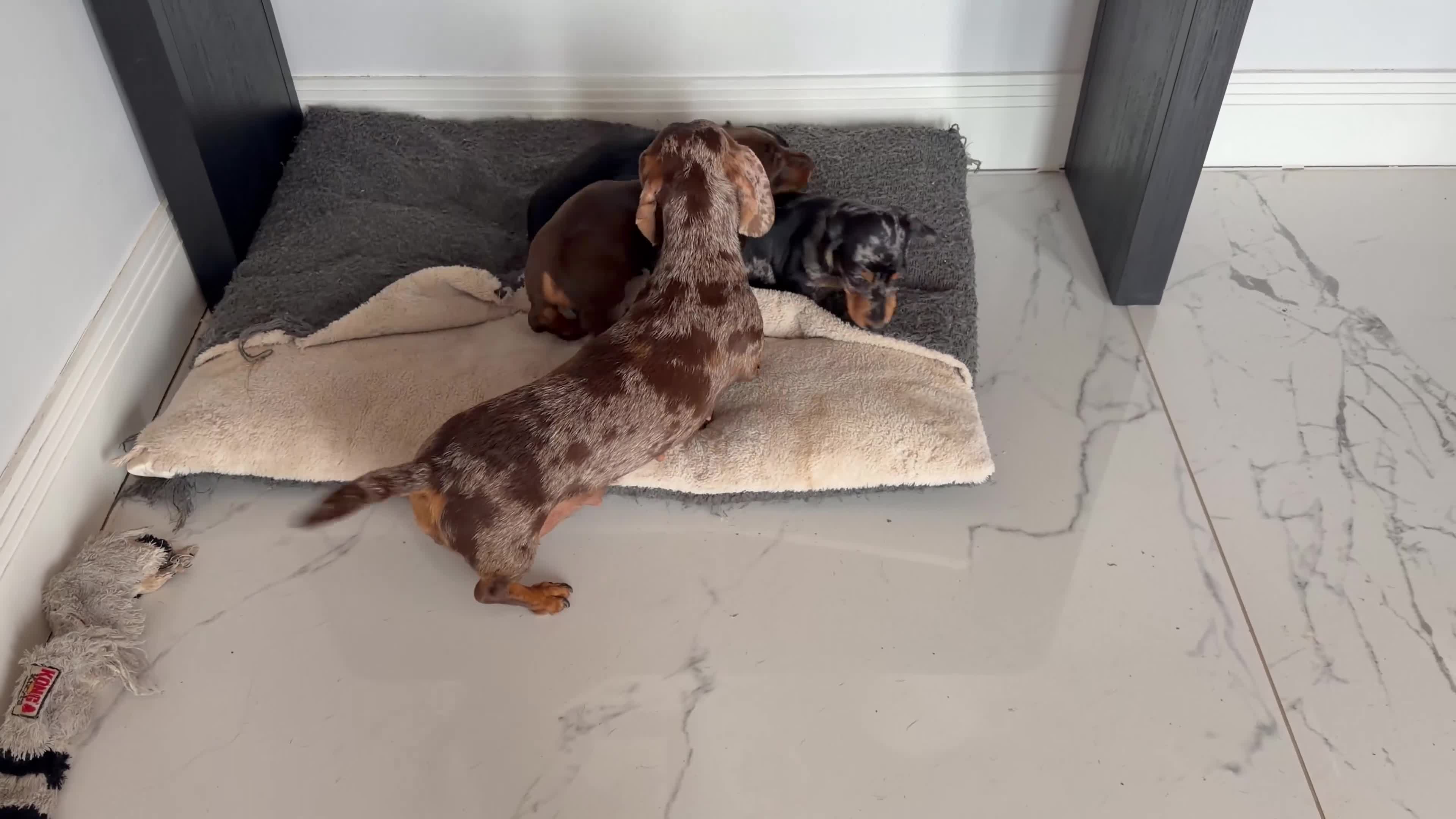 Miniature Dachshund dogs for sale: KC Mini Dachshund Puppies **READY NOW** - Video 1