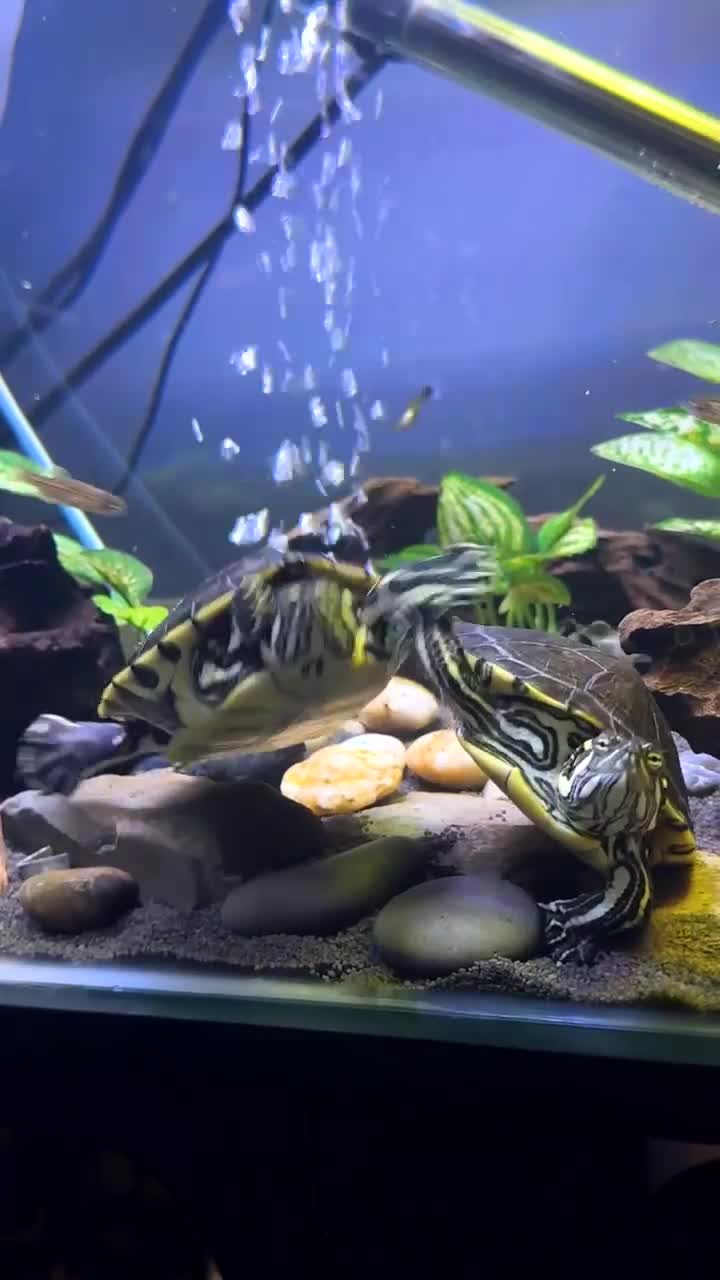 Turtle reptiles for sale: 2 River cooters  - Video 1