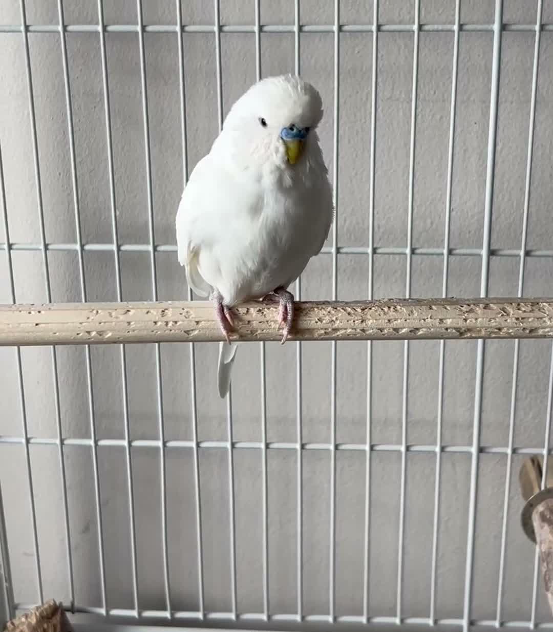 Budgerigars birds for sale: Budgies - 2 male, 1 female  - Video 1