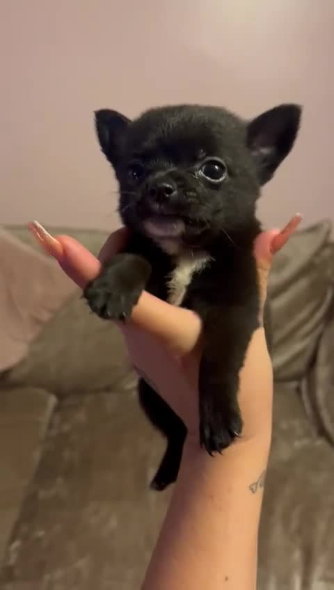 Pomchi dogs for sale: 5 beautiful xs pomchi (open to offers) - Video 1