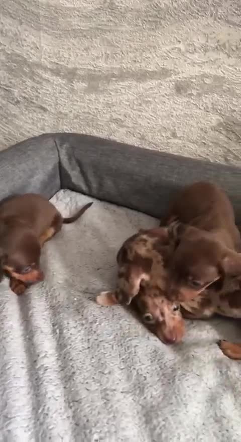 Dachshund dogs for sale: Miniature dachunds - Video 1