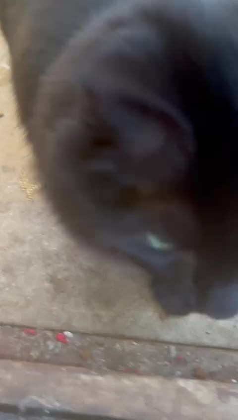 Mixed Breed cats for adoption: Rescue cat Kiki needs a new home - Video 1