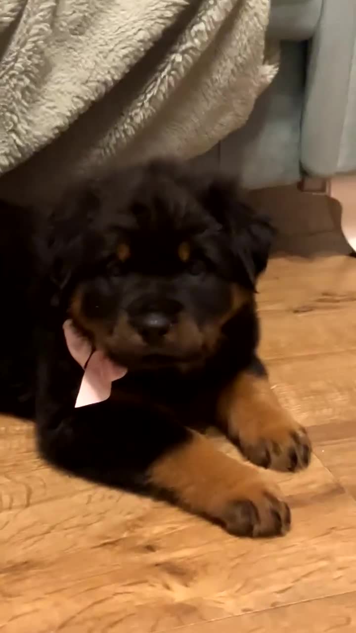 Rottweiler dogs for sale: **Ready To Leave** Chunky Rottweiler puppy  - Video 1