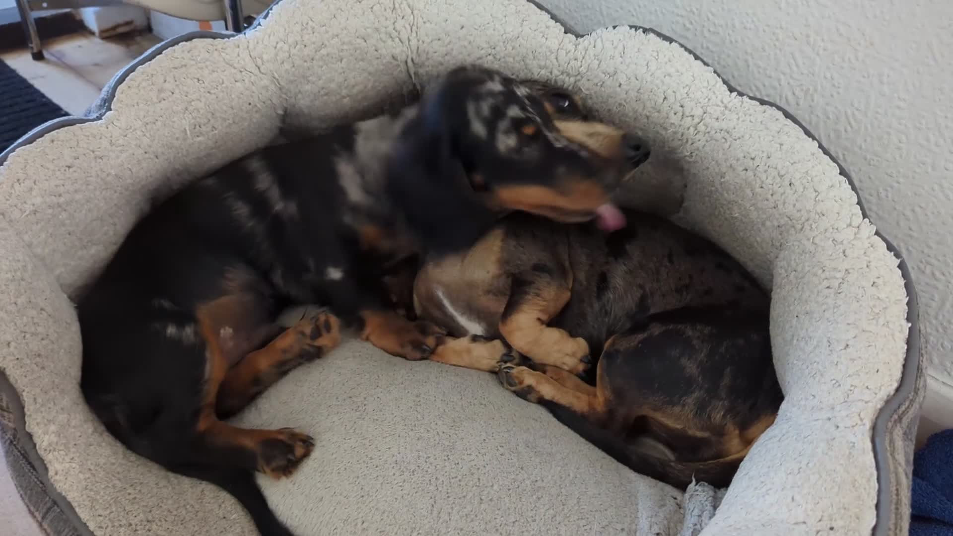 Miniature Dachshund dogs for sale: Dachchund puppy boy in Wellingborough - Video 1