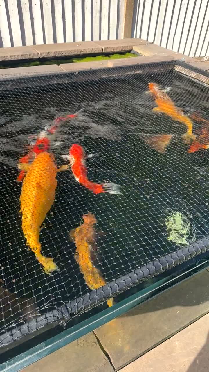 Koi Carp fish for sale: Koi Carp / Mirror Carp - Video 2