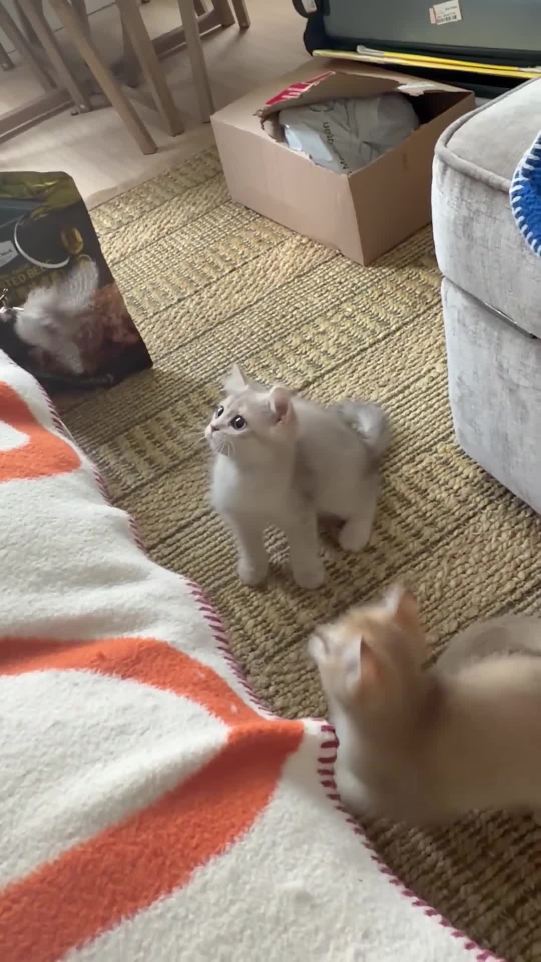 British Shorthair cats for sale: Beautiful British Shorthair Golden Shaded Kittens - Video 1