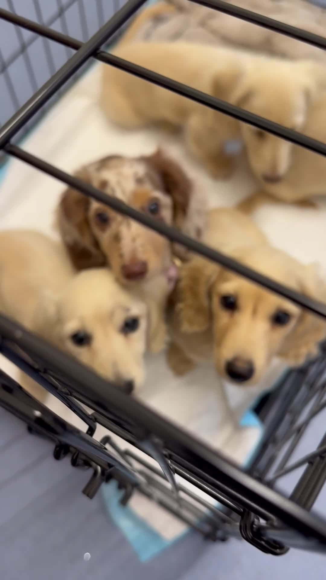 Miniature Dachshund dogs for sale: KC cream dachshunds  - Video 3