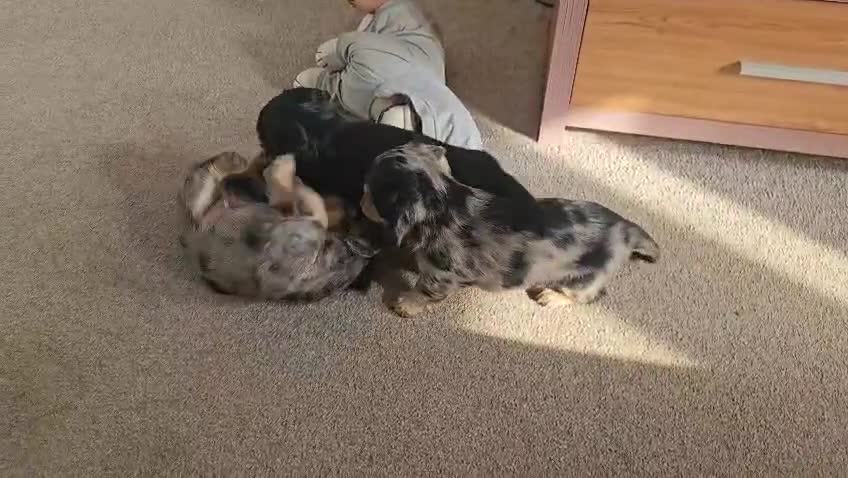 Miniature Dachshund dogs for sale: Beautiful Miniatures  in Manchester - Video 4