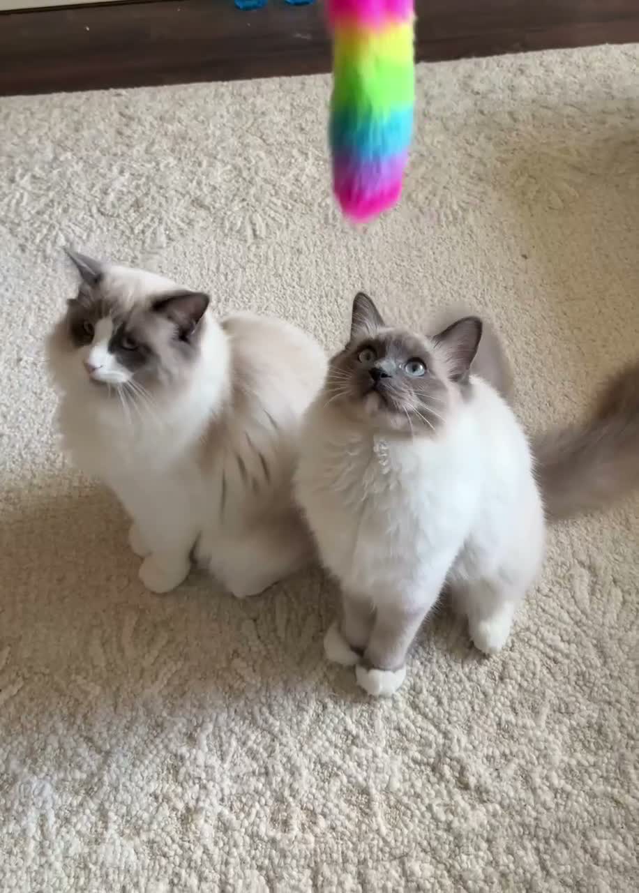 Ragdoll cats for sale: Final 3 ragdolls ready to leave  - Video 1