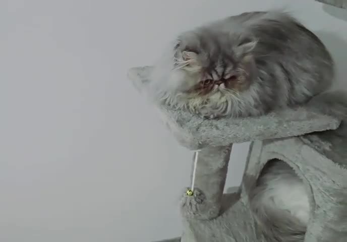 Persian cats for sale: Beautiful SILVER Tabby 10M Persian Female Kitten - Video 1