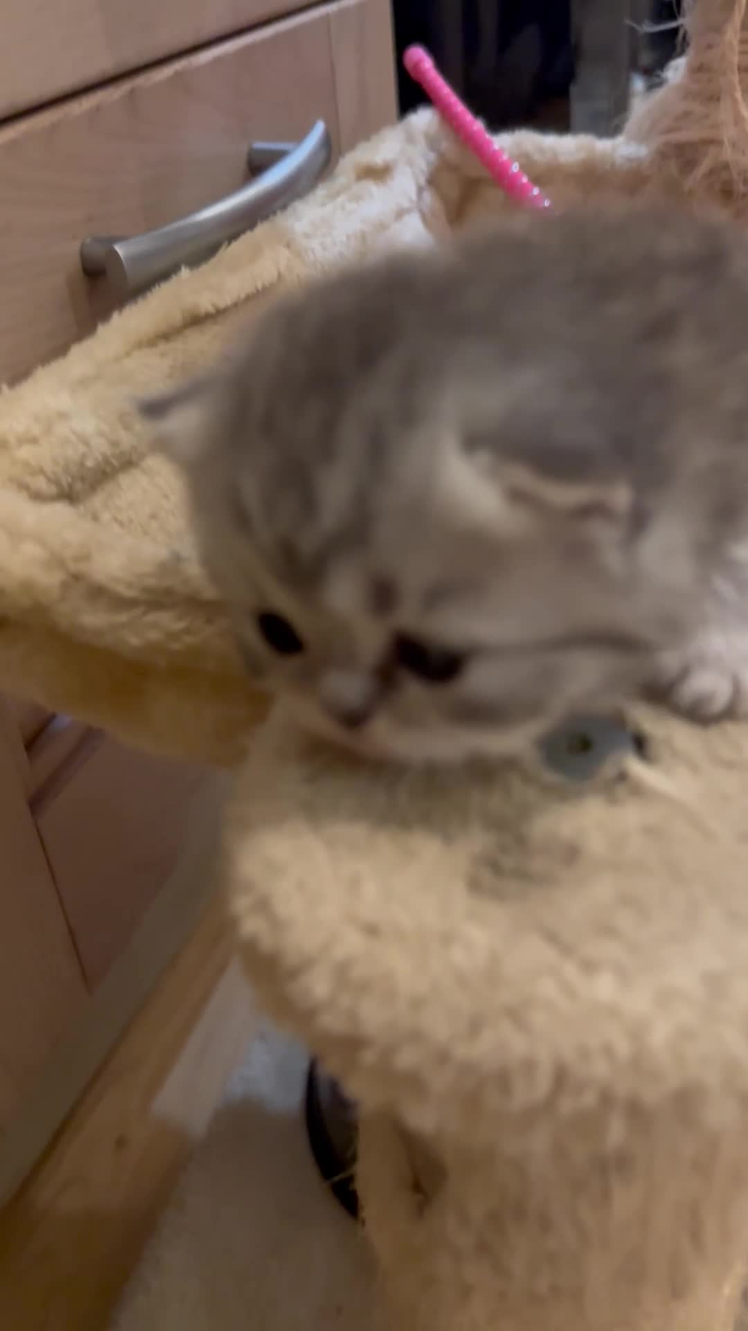 Persian cats for sale: 2 stunning pure pedigree Persian chinchilla kitten - Video 2