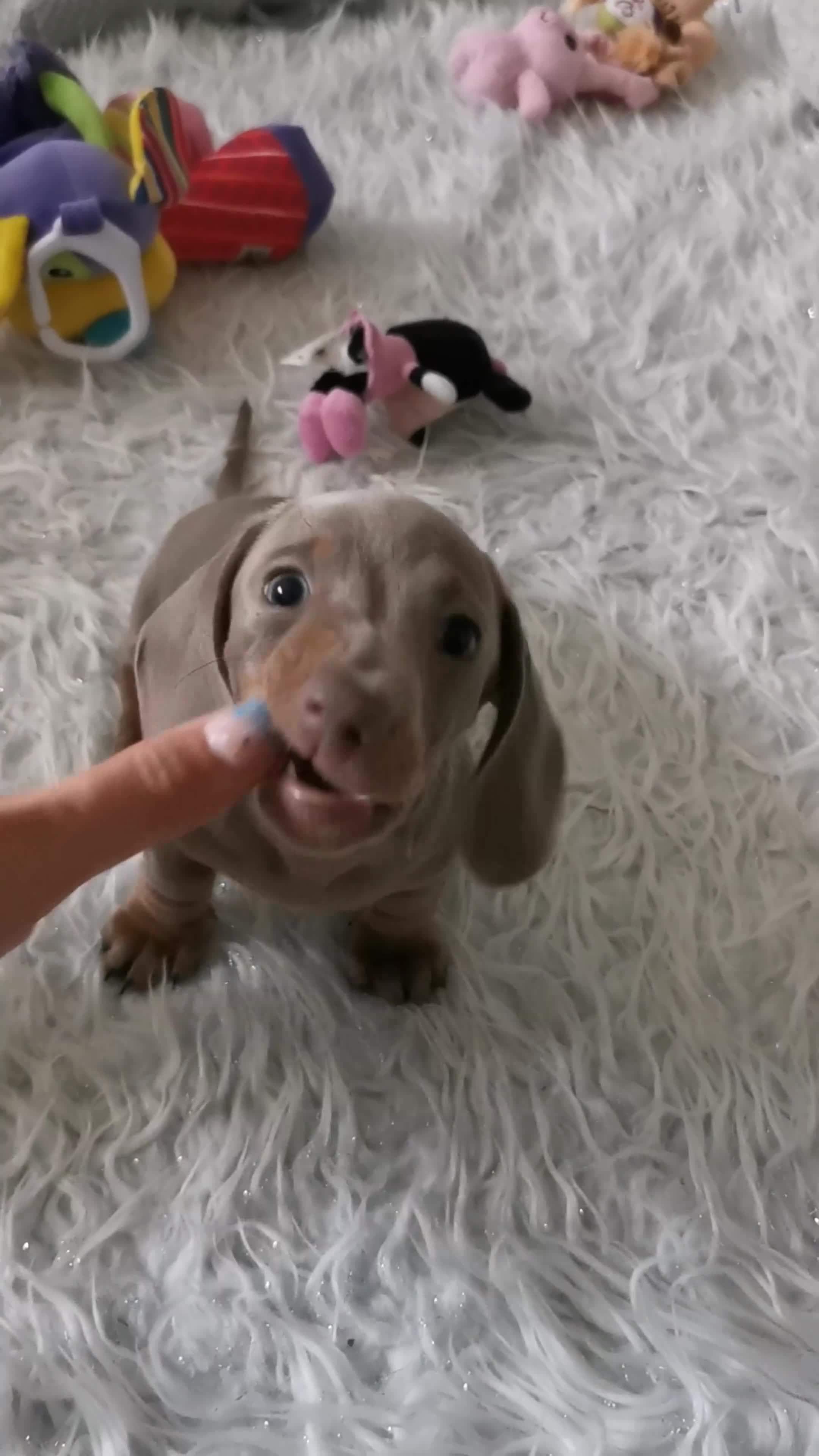 Dachshund dogs for sale: KC miniature smooth haired DNA tested dachshunds  - Video 1
