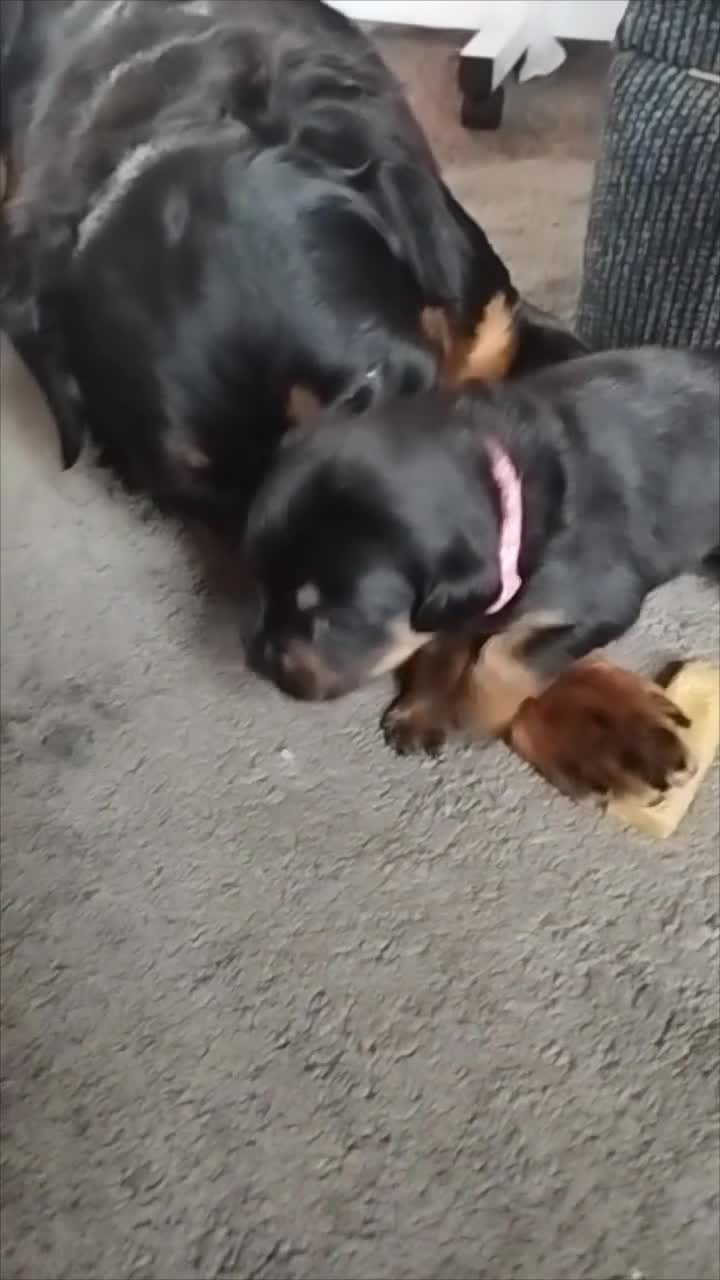 Rottweiler dogs for sale: ROTTWEILER PUPS- ALL RESERVED  - Video 1