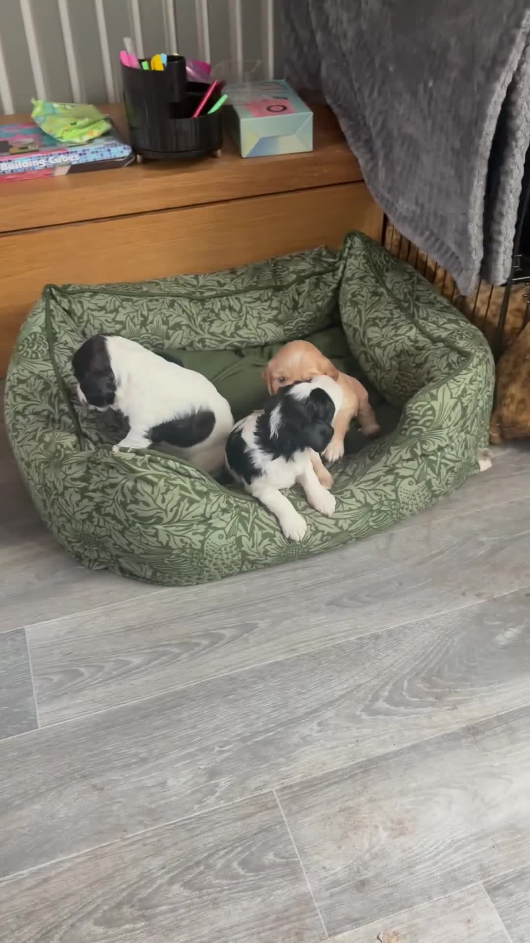 Cockapoo dogs for sale: Unique Cockapoo Puppies - Video 1