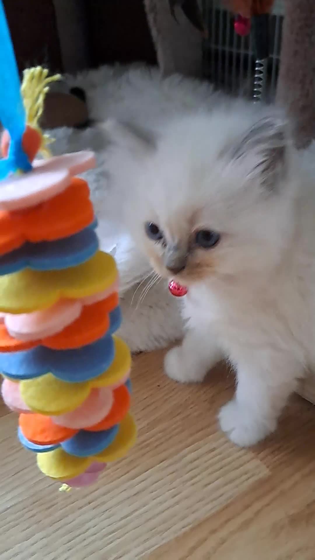 Ragdoll cats for sale: Agilamour kittens GCCF registered  - Video 4