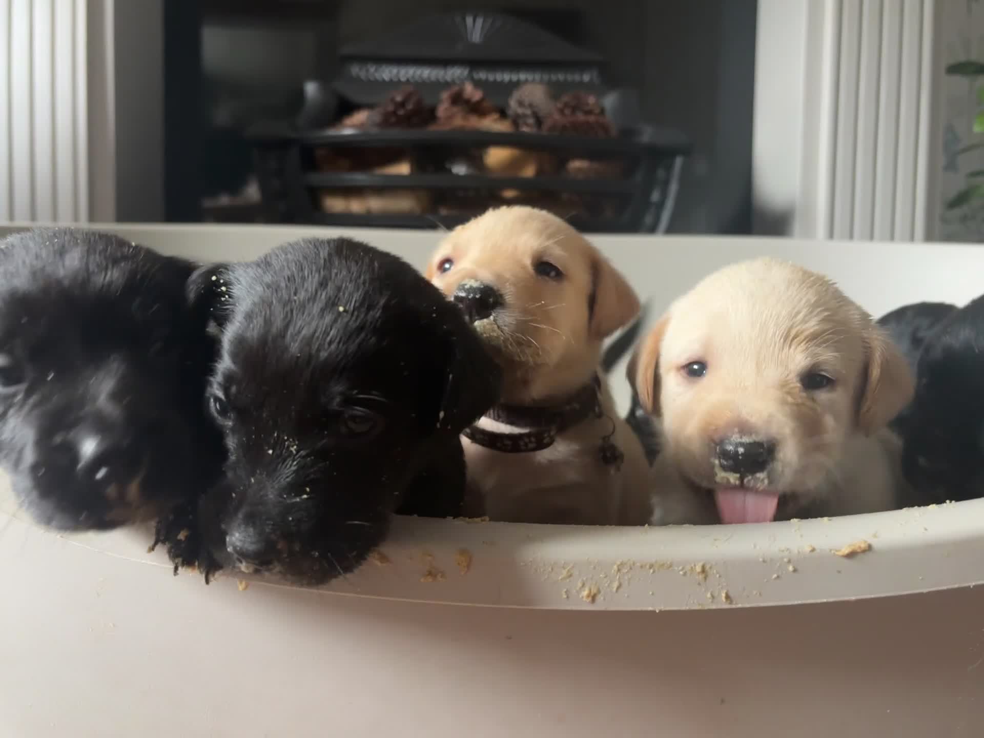 Labrador Retriever dogs for sale: 9 Beautiful Labrador Puppies For Sale  - Video 2