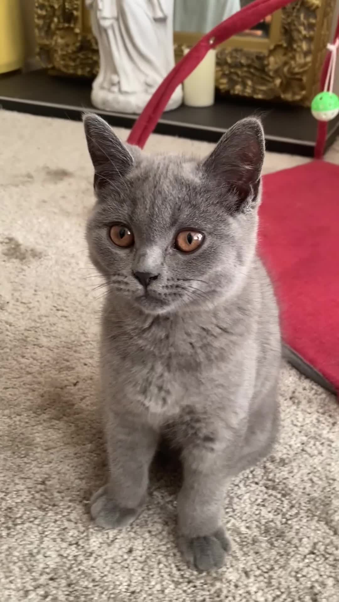 British Shorthair cats for sale: Last Exclusive Pedigree British Shorthair Girl in Bournemouth - Video 1