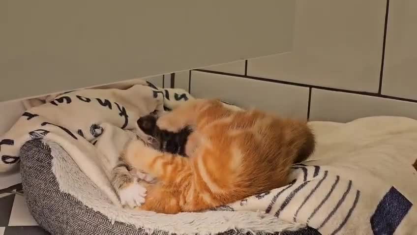 Domestic Shorthair cats for sale: 3 Adorable Kittens for Sale - Video 1