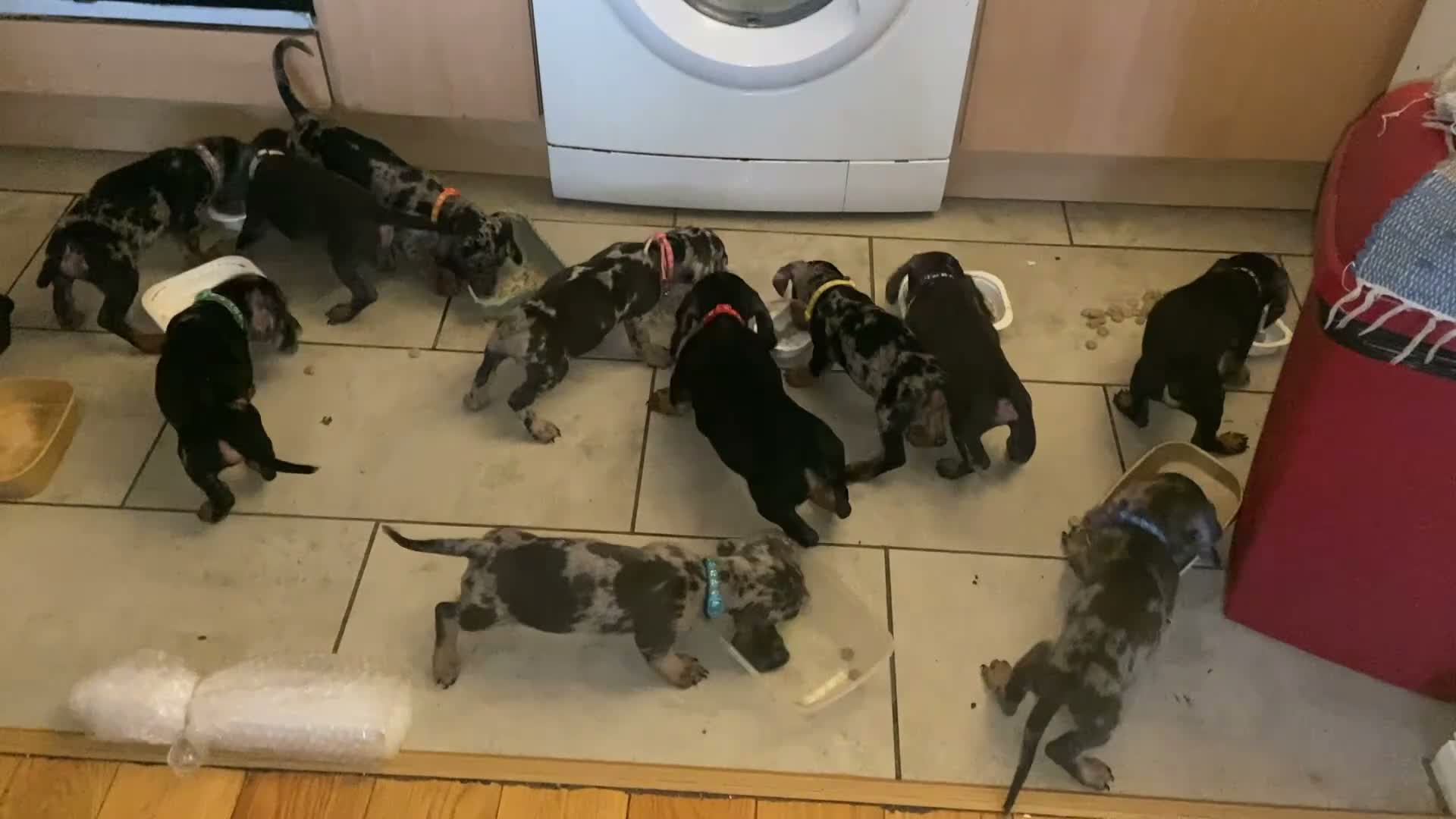 Dachshund dogs for sale: Lovely playful daucshund puppies  in Glasgow - Video 1