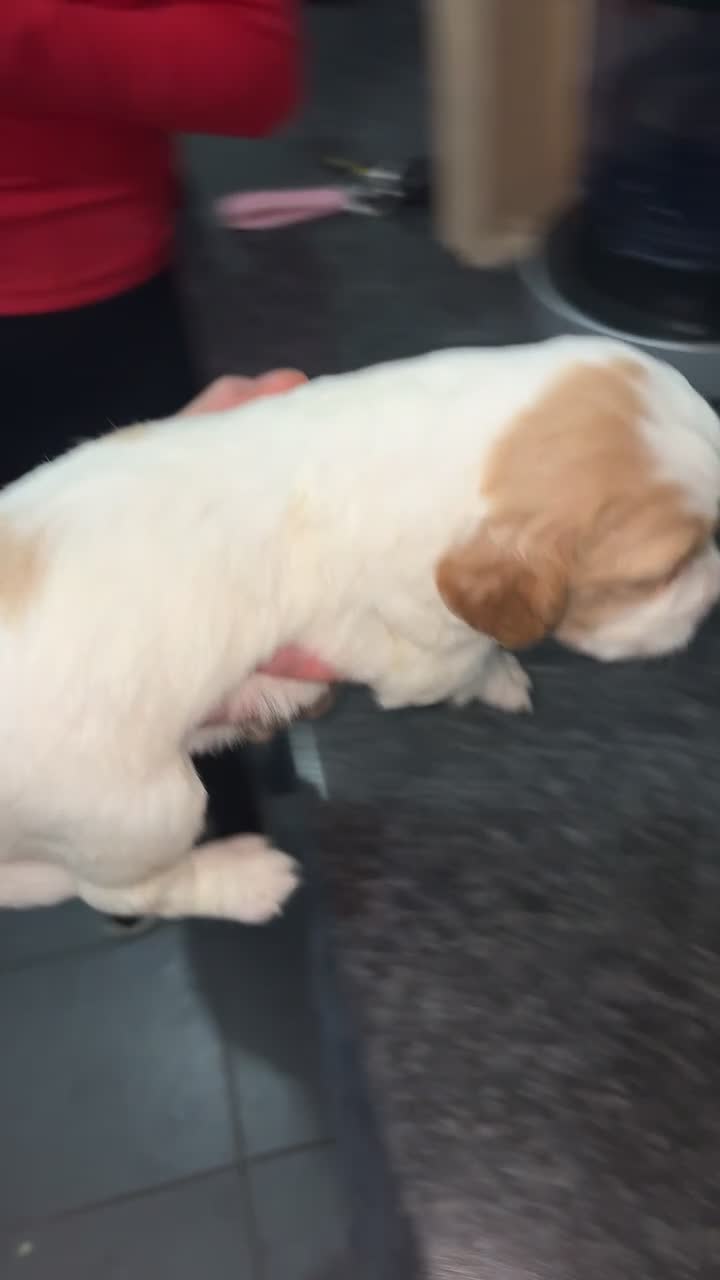 Sprocker dogs for sale: Working sprocker spaniels for sale  - Video 3