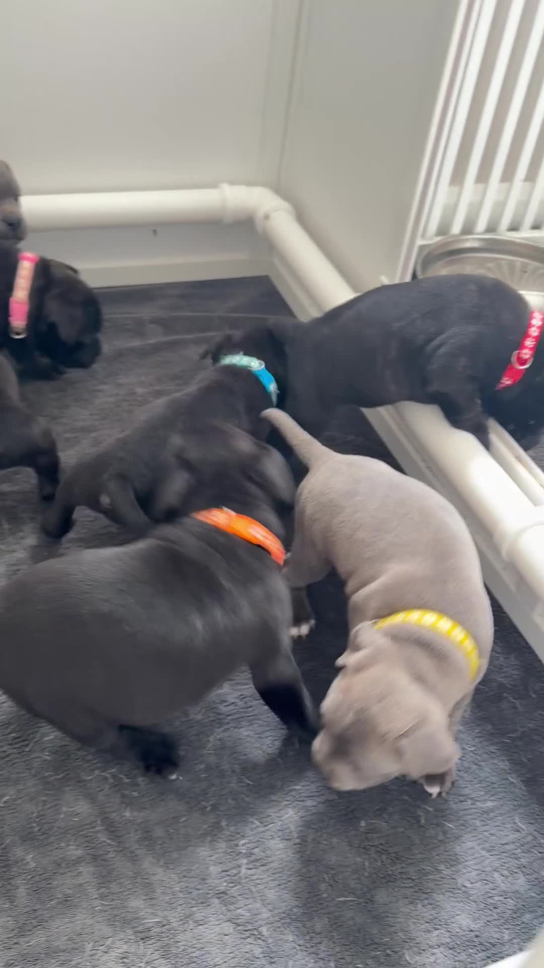 Staffordshire Bull Terrier dogs for sale: 🏅🏆 GRAND CHAMPION YOSHI SIRED STAFFY BOYS - Video 2