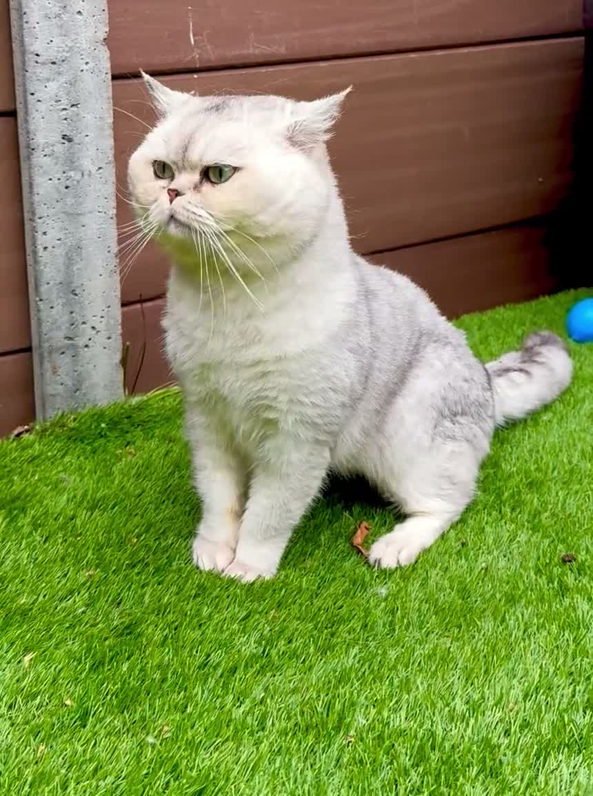 Scottish Fold cats for sale: Imported silver chinchilla Scottish fold  - Video 3