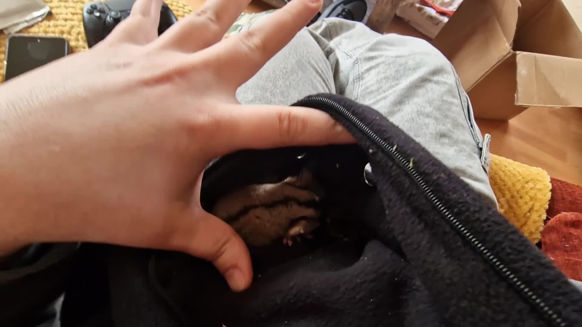 Sugar Glider rodents for sale: 3 beautiful sugar gliders looking for new home - Video 1