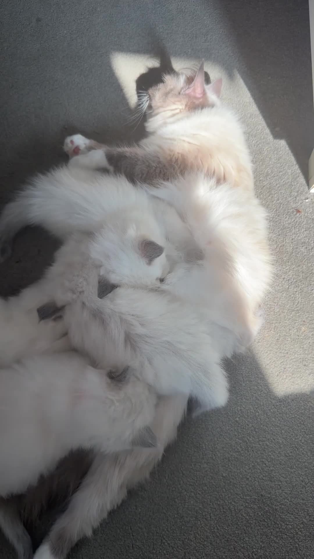 Ragdoll cats for sale: Beautiful ragdoll kittens  - Video 1