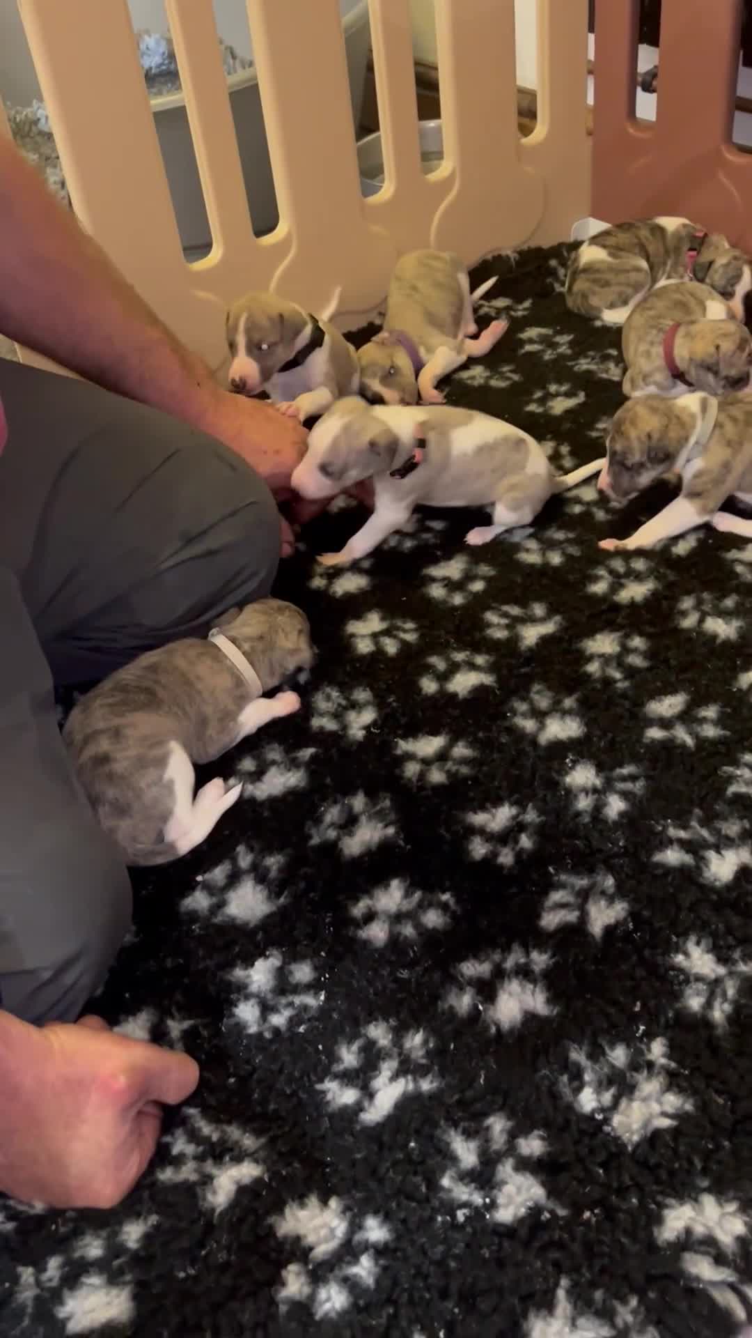 Whippet dogs for sale: A beautiful-well bred litter of small whippets  - Video 1