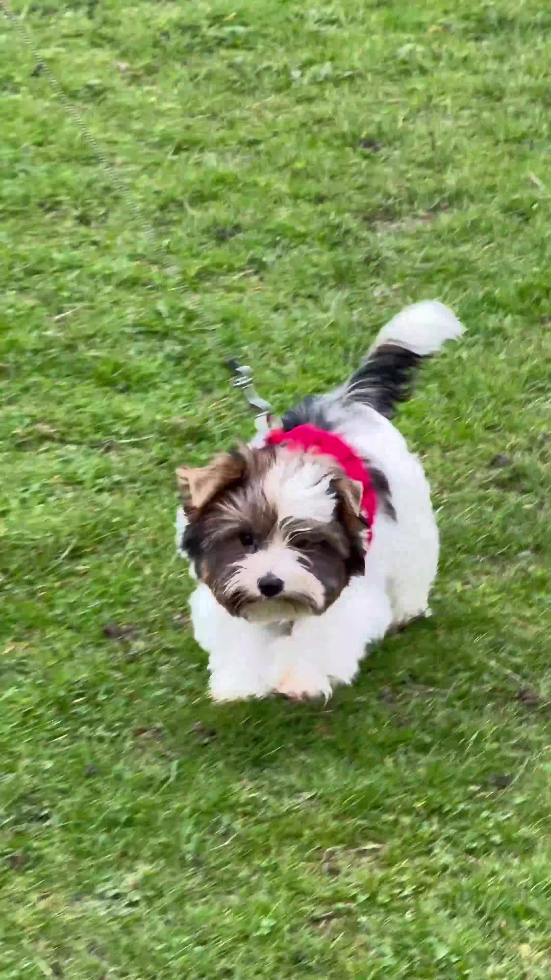 Yorkshire Terrier dogs for sale: Yorkshire Terrier Puppies - Video 3