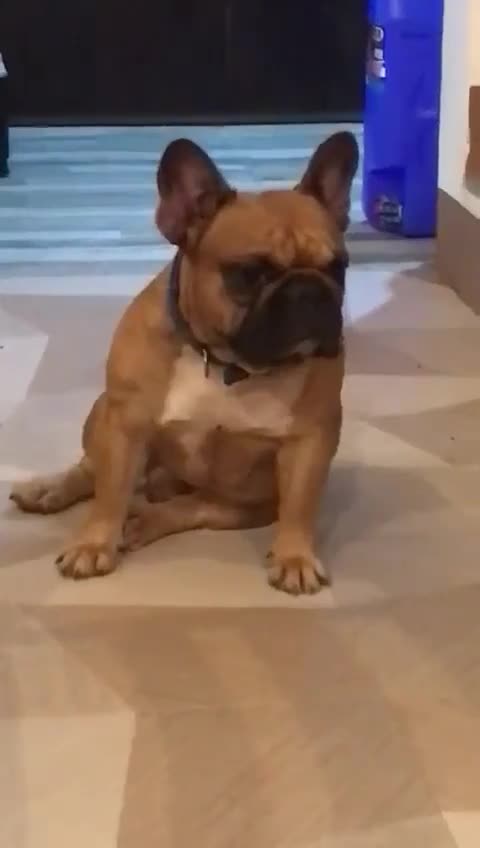 French Bulldog dogs for stud: Philippine Champion French Bulldog at Stud. KC Reg - Video 3