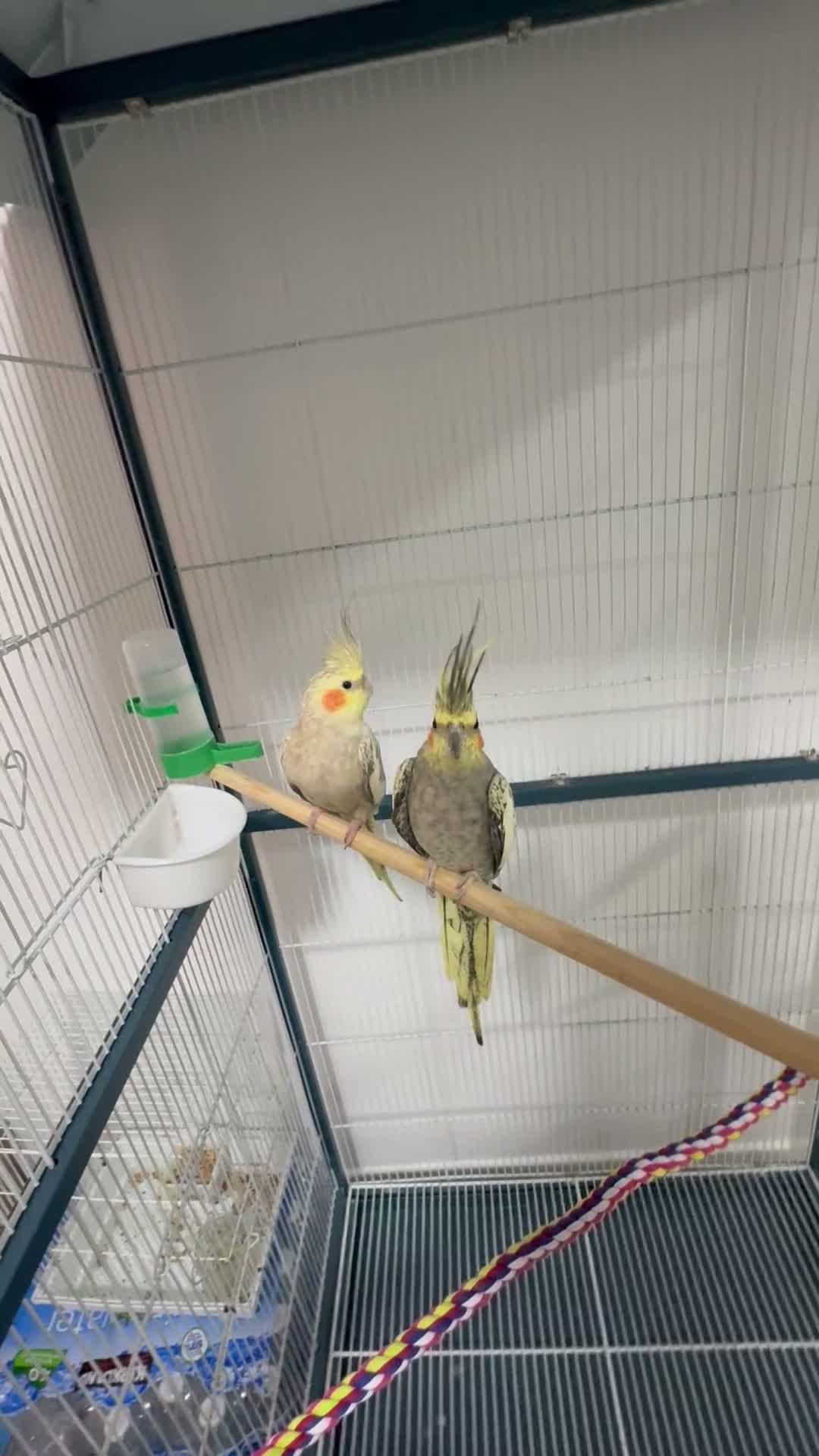 Cockatiels birds for sale: Cockatiels  in Basingstoke - Video 1