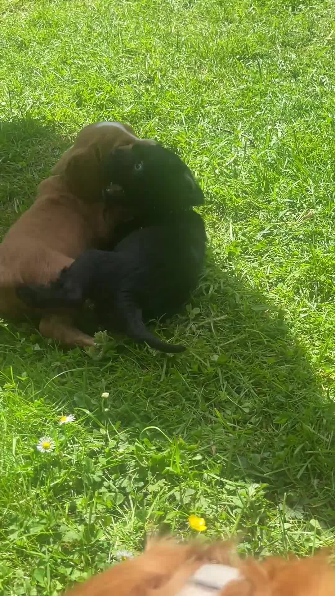 Cocker Spaniel dogs for sale: KC Reg Beautiful Working Cocker puppies DNA tested - Video 1