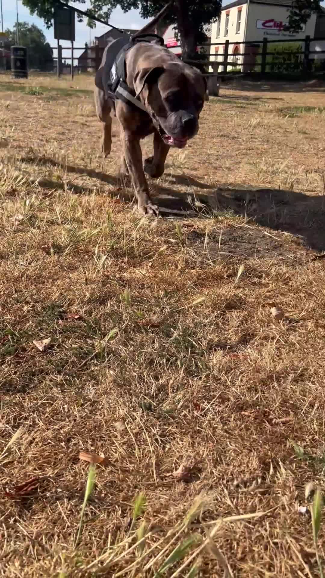 Cane Corso dogs for sale: Bella  in Biggleswade - Video 1