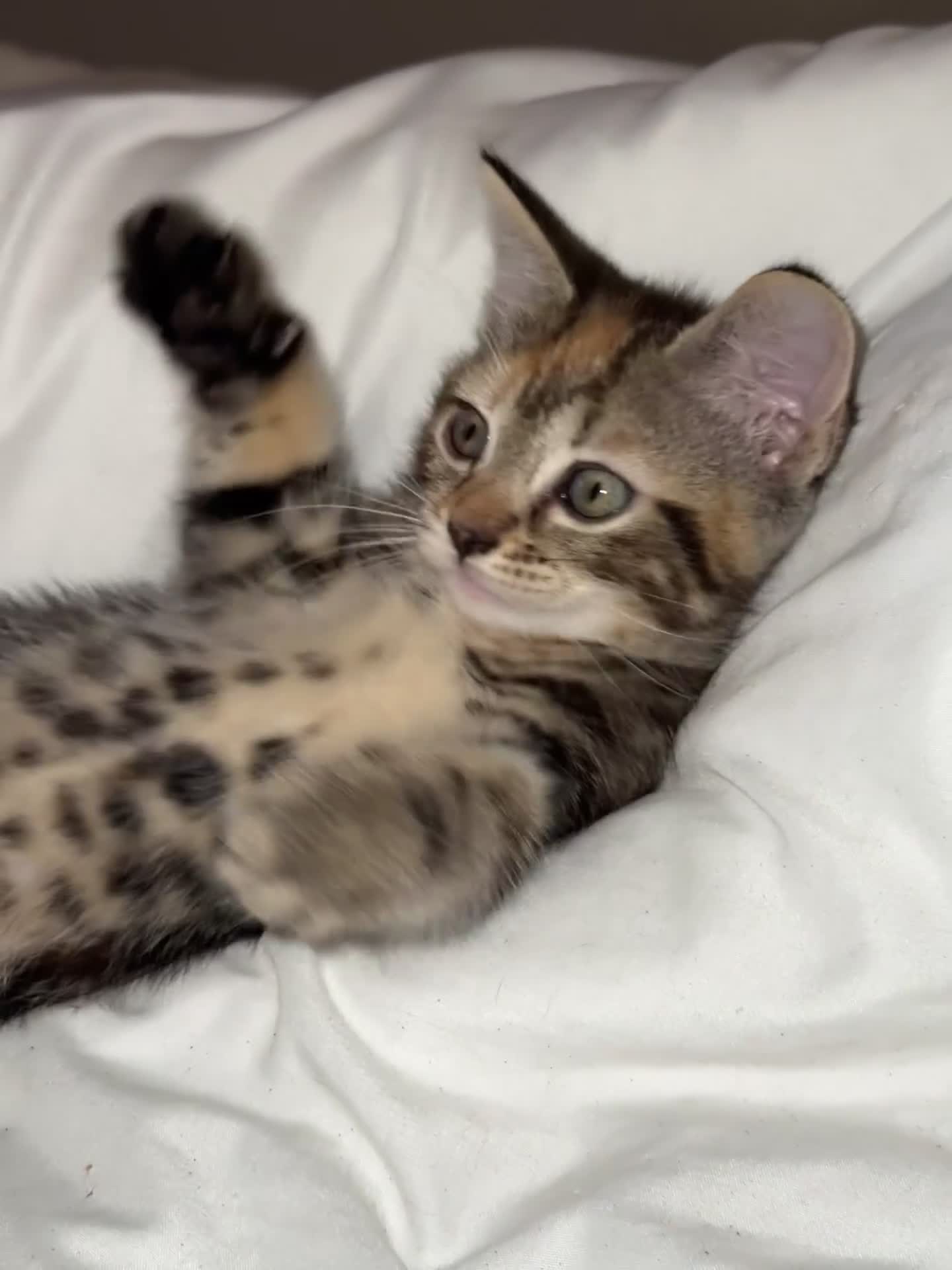 British Shorthair cats for sale: 5 beautiful kittens for sale  - Video 1