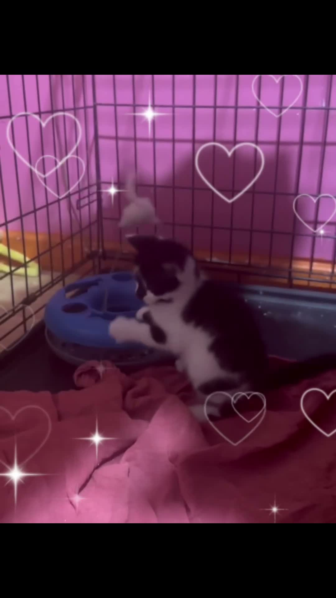 Mixed Breed cats for sale: Mix cat - Video 1