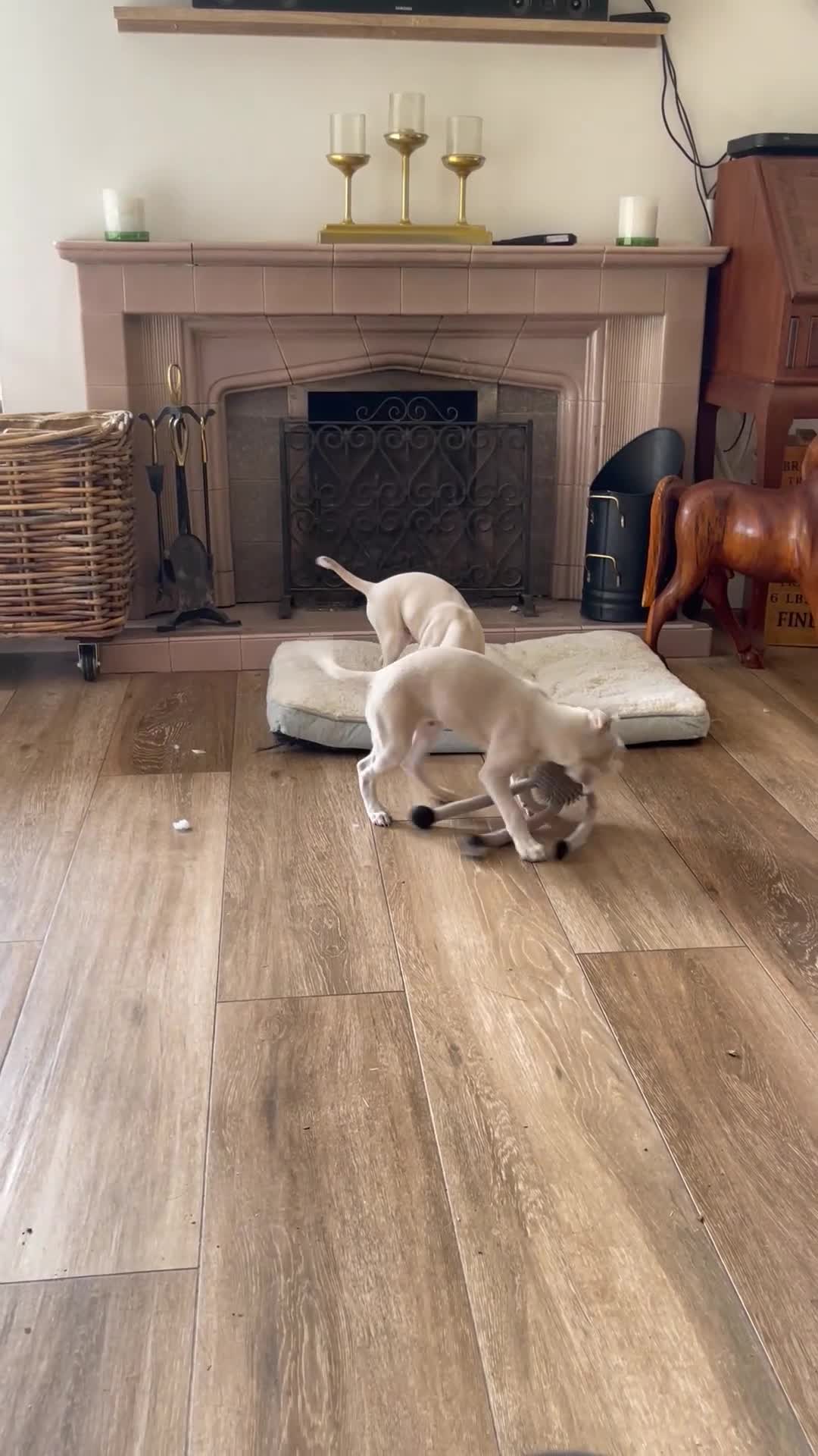 Mixed Breed dogs for sale: Wiggy’s  Whippet x Italian silver fawns - Video 1