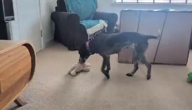 Pointer dogs for adoption: Sweet Marlie is looking for her golden basket in Crieff - Video 1