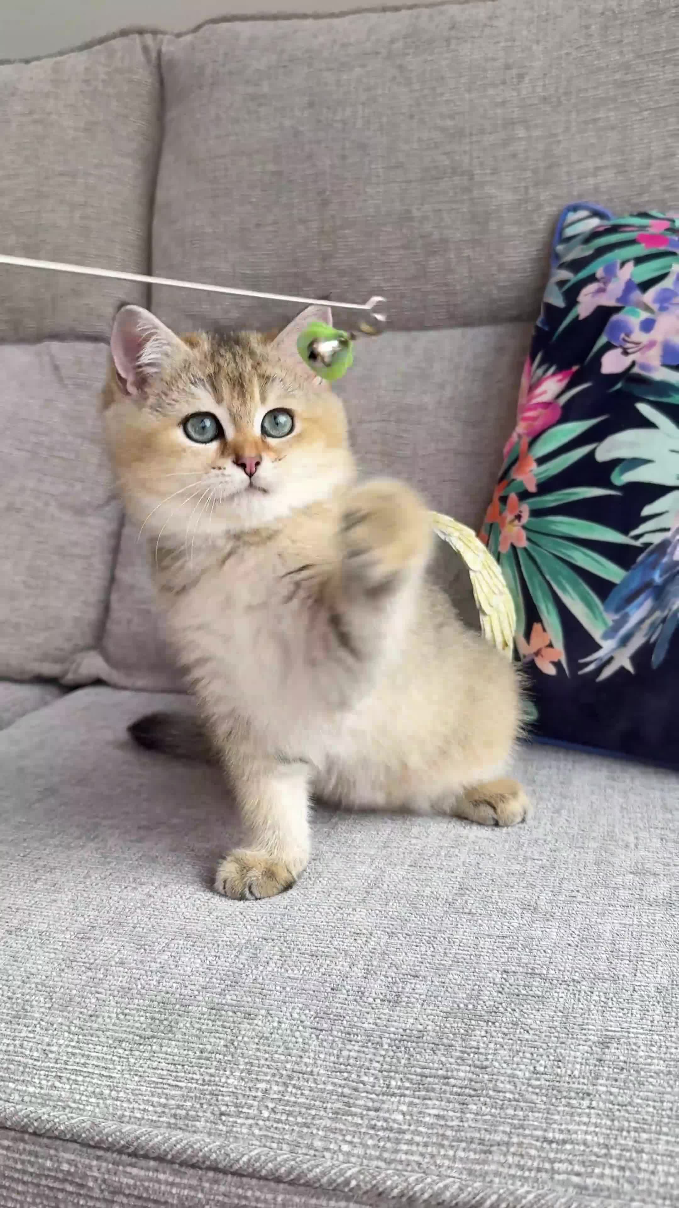 British Shorthair cats for sale: 💙British shorthair kittens ready now💙 - Video 1
