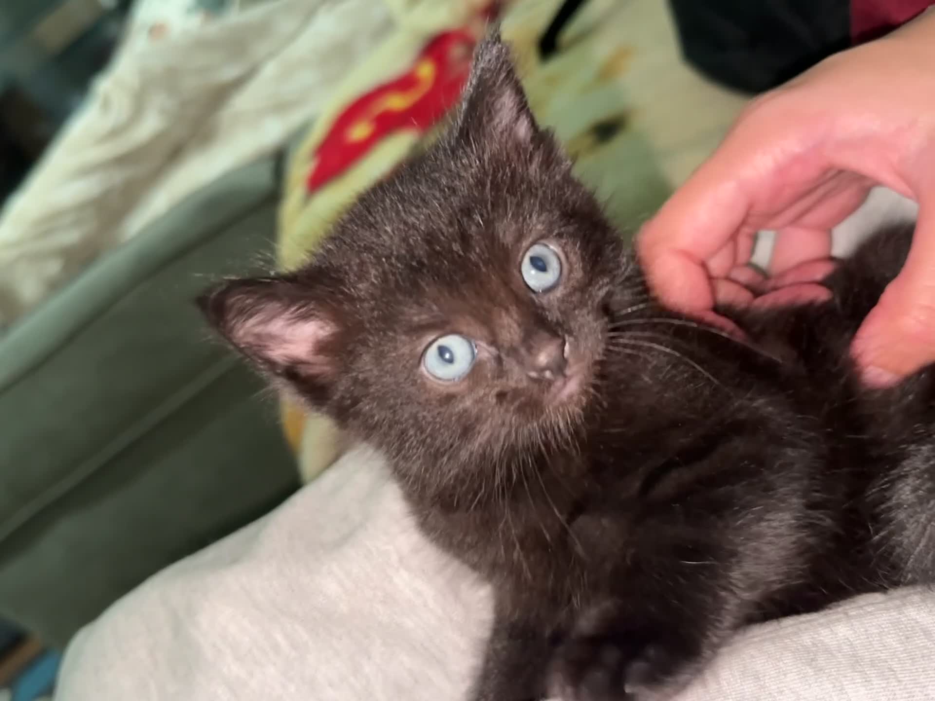 Ragdoll cats for sale: beautiful kittens for sale - Video 4