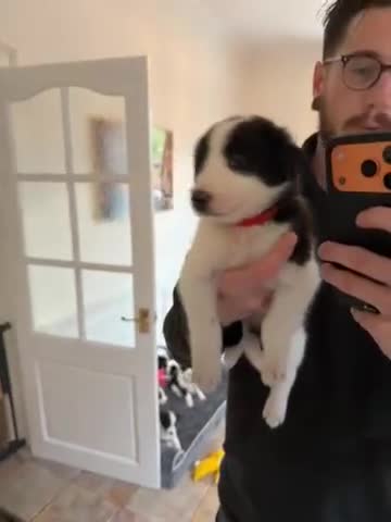Border Collie dogs for sale: Pure Breed Boarder Collie Pups - Video 1