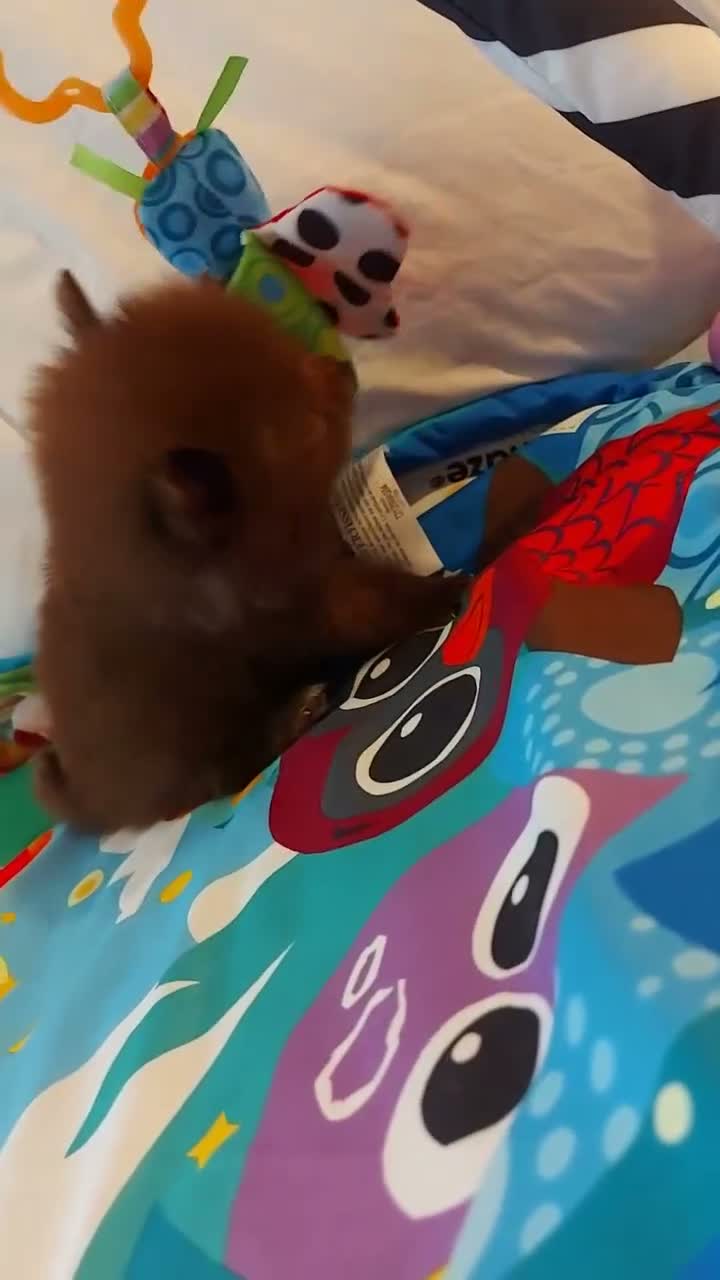 Pomeranian dogs for sale:  Toy-Type Mico Teddy Bear Face Pomeranian Puppy's - Video 1